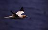 Gannet in flight