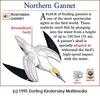 Northern Gannet