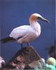 Northern Gannet