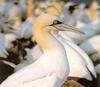 Northern Gannet