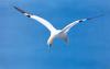 Northern Gannet  in flight