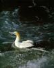 Cape Gannet  floating