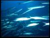 DEEP SEA : Barracuda