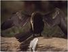 Australian Darter (Anhinga novaehollandiae)