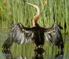 African Darter (Anhinga rufa)