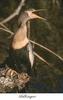 American Darter (Anhinga anhinga)