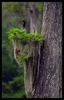 American Darters (Anhinga anhinga)  - on nest