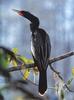 American Darter (Anhinga anhinga)