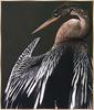 American Darter (Anhinga anhinga)