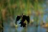 American Darter (Anhinga anhinga)