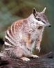 Numbat (Australia)