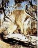 Numbat (Australia)