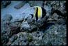 Moorish Idol