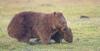 Common Wombat (Vombatus ursinus)