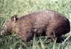 Common Wombat (Vombatus ursinus)