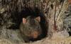 Common Wombat (Vombatus ursinus)  - den entrance