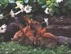 Rabbit  : bunnies in flower garden