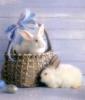 White Rabbit