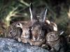 Rabbit  family