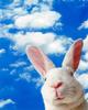White Rabbit