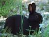 Black rabbit