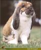 Lopear Rabbit  - Oryctolagus cuniculus