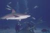 Shark