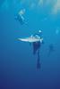 Diver with Shark