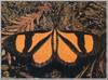 Moth