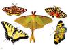 Moth  and butterflies