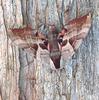 Moth
