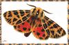 Moth