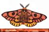 Moth