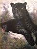 [Animal Art] Black Panther