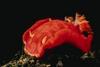 Nudibranch