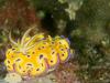 Nudibranch