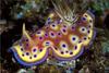 Nudibranch