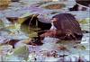 Green-backed Heron  (Butorides striatus)