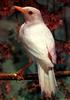 American Robin (Albino)