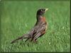 American Robin (Turdus migratorius)