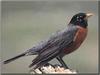 American Robin (Turdus migratorius)