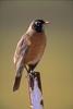 American Robin (Turdus migratorius)