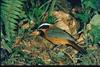 American Robin (Turdus migratorius)