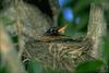 American Robin (Turdus migratorius)