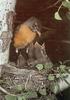 American Robin (Turdus migratorius)