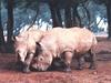 White Rhinoceros (Ceratotherium simum)