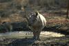 White Rhinoceros (Ceratotherium simum)