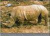 White Rhinoceros (Ceratotherium simum)  - Jackson Zoo