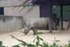 White Rhinoceros (Ceratotherium simum)