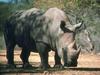 White Rhinoceros (Ceratotherium simum)